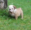 male and female English Bulldog puppies 